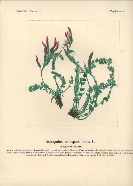 Astragale de montpellier