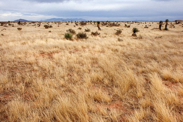 Astragalus nuttallianus