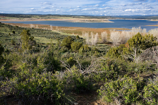 Astragalus nuttallianus