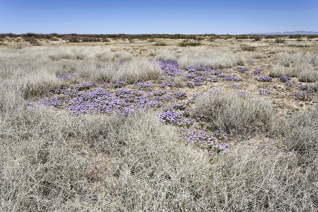 Astragalus nuttallianus