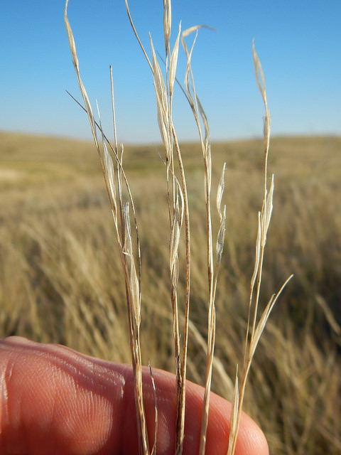 Astragalus pectinatus