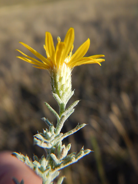 Astragalus pectinatus