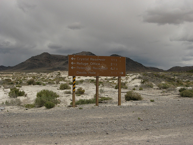 Astragalus phoenix