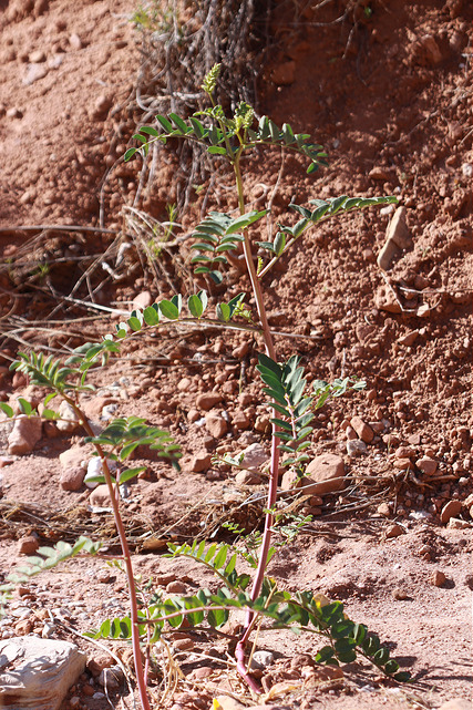 Astragalus praelongus