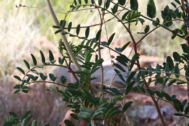 Astragalus praelongus
