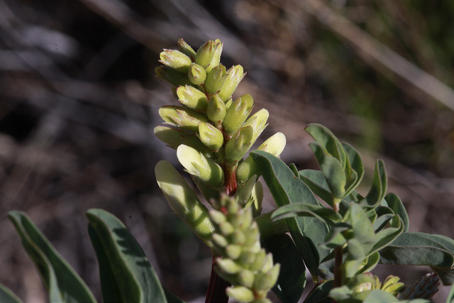 Astragalus praelongus