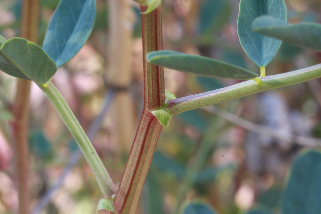 Astragalus praelongus (Astragalus praelongus)