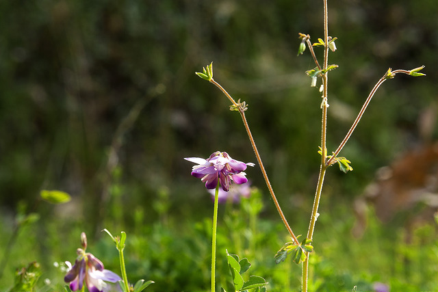 Astragalus sinicus (Astragalus sinicus)
