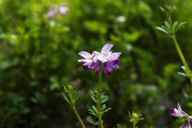 Astragalus sinicus