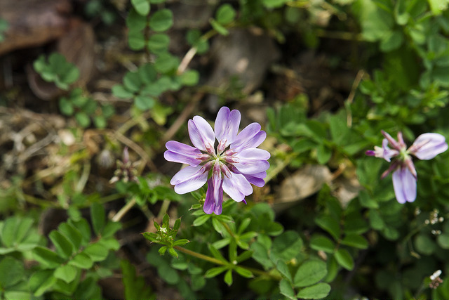 Astragalus sinicus