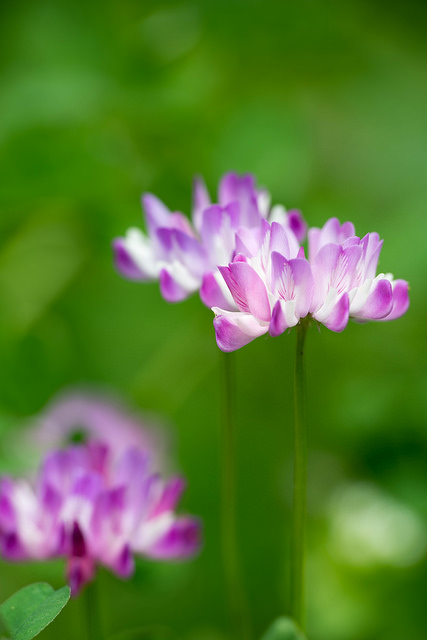 Astragalus sinicus