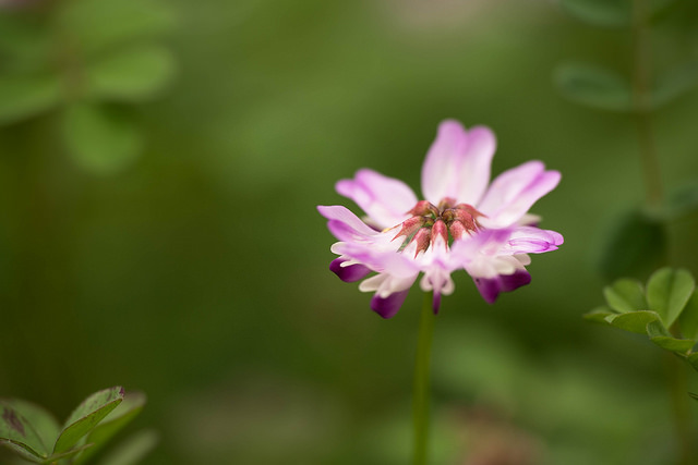 Astragalus sinicus