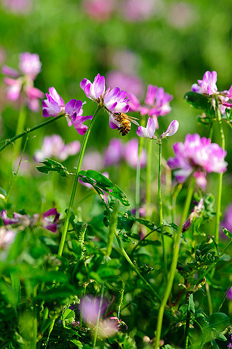 Astragalus sinicus