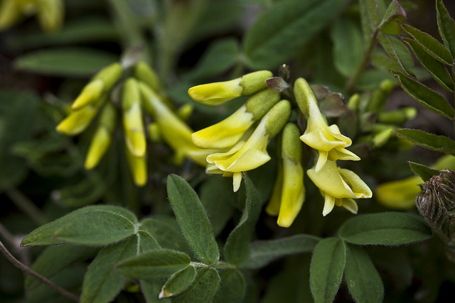 Astragalus umbellatus (Astragalus umbellatus)