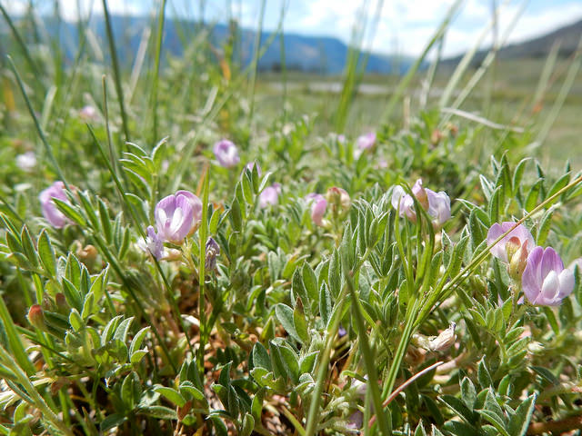 Astragalus vexilliflexus