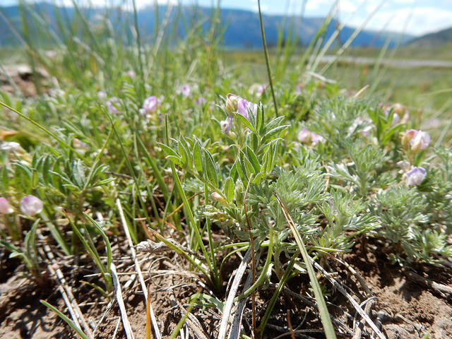 Astragalus vexilliflexus