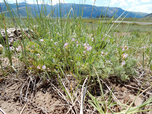 Astragalus vexilliflexus