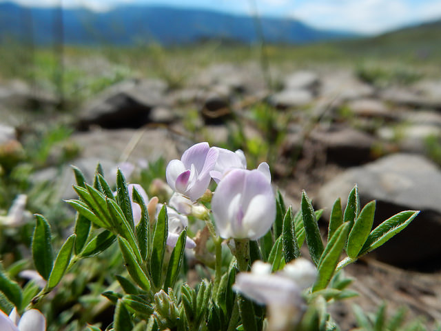 Astragalus vexilliflexus