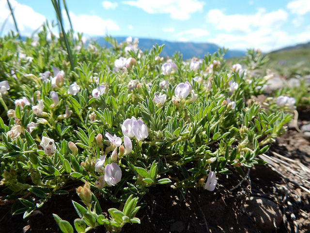 Astragalus vexilliflexus
