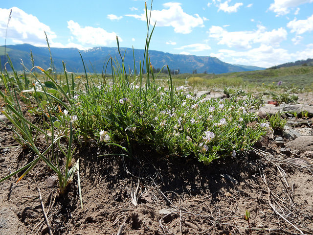 Astragalus vexilliflexus (Astragalus vexilliflexus)
