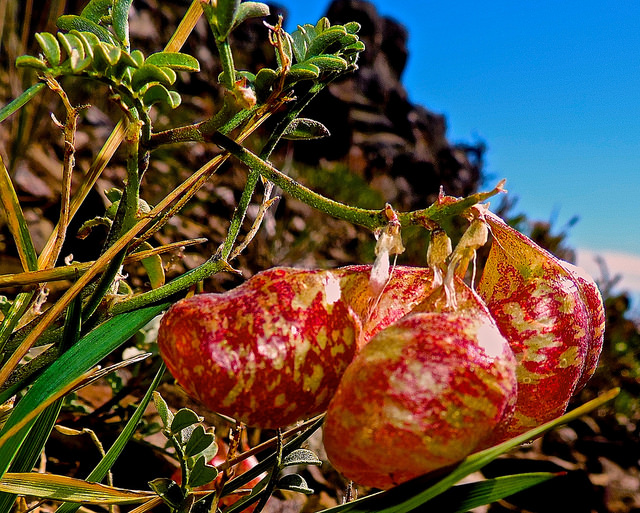Astragalus whitneyi