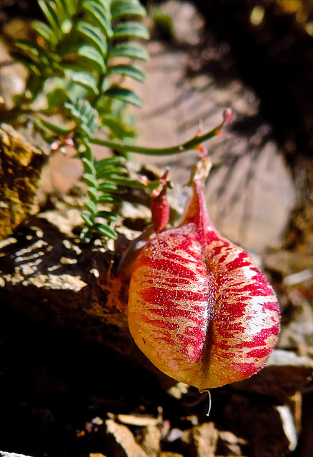 Astragalus whitneyi