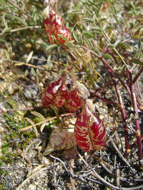Astragalus whitneyi