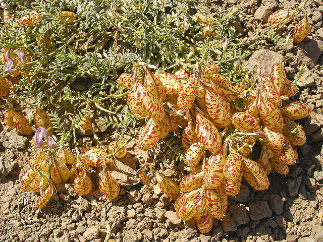Astragalus whitneyi