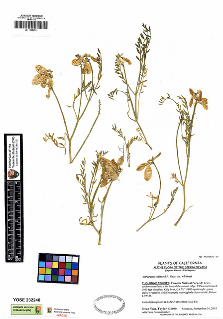 Astragalus whitneyi