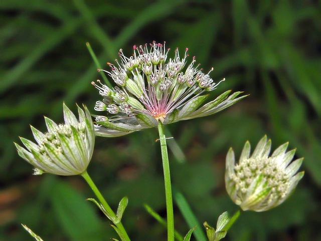 Grande astrance (Astrantia major)