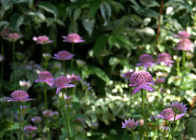 Astrantia maxima