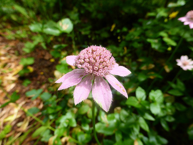 Astrantia maxima