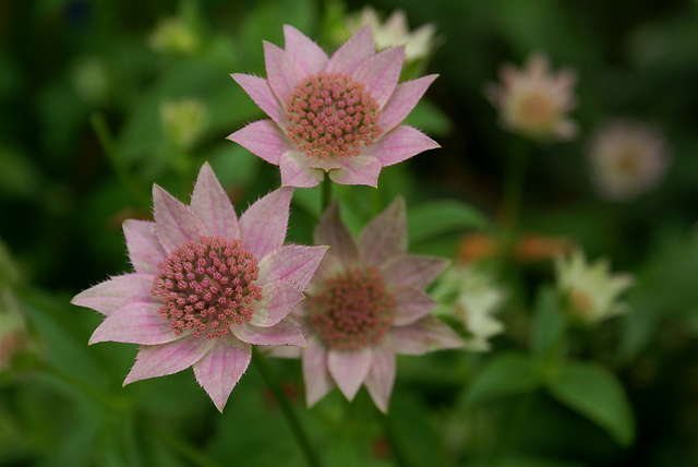 Astrantia maxima