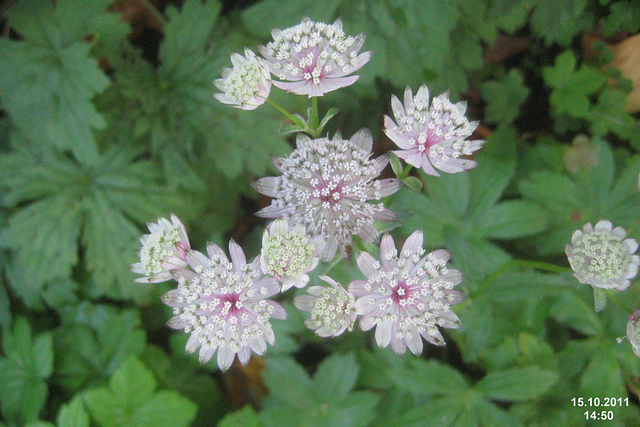 Astrantia maxima (Astrantia maxima)