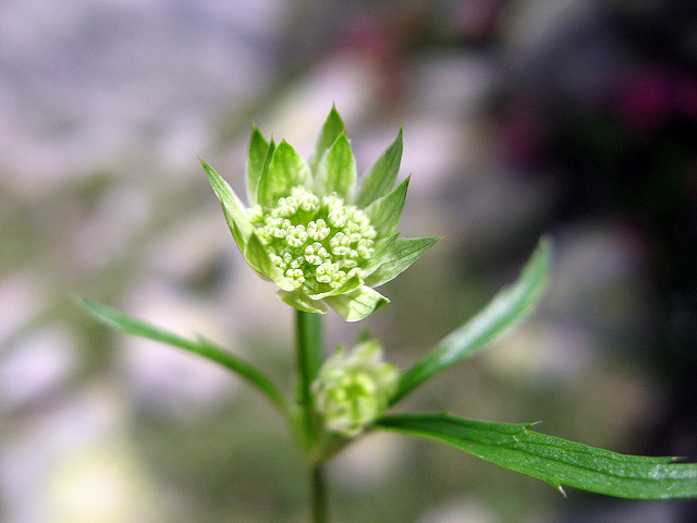 Petite astrance (Astrantia minor)
