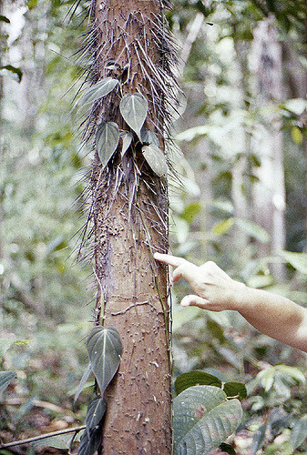 Astrocaryum alatum (Astrocaryum alatum)