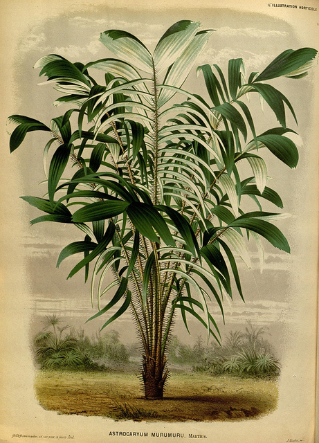 Murumuru (Astrocaryum murumuru)