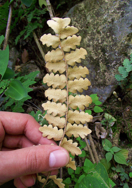 Astrolepis sinuata
