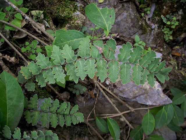 Astrolepis sinuata