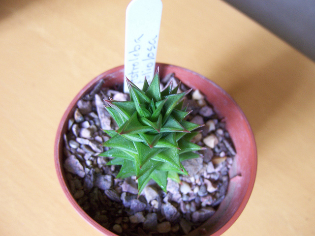 Astroloba foliolosa (Astroloba foliolosa)