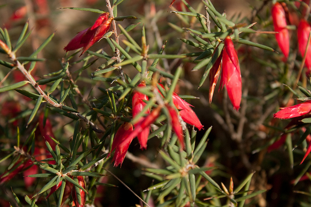 Astroloma conostephioides