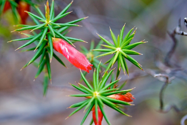 Astroloma conostephioides