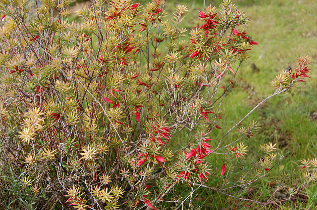 Astroloma conostephioides