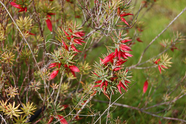 Astroloma conostephioides (Astroloma conostephioides)