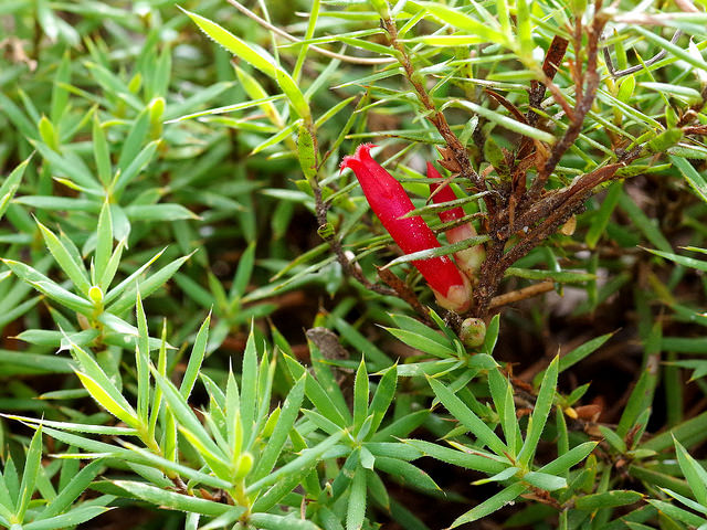 Astroloma humifusum