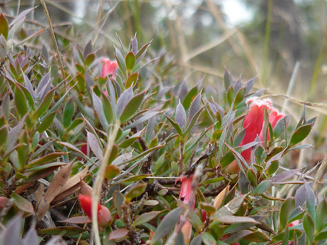 Astroloma humifusum