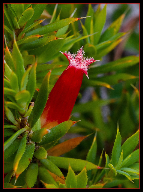 Astroloma humifusum
