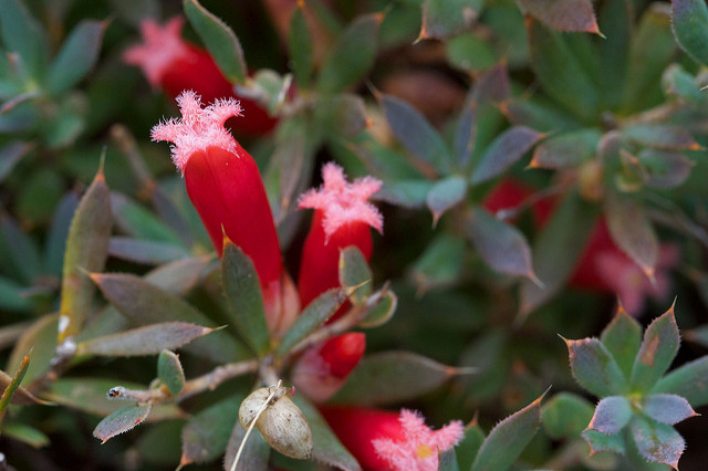 Astroloma humifusum