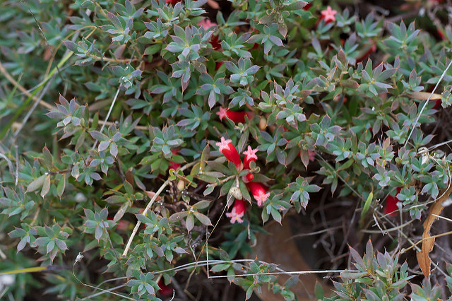 Astroloma humifusum