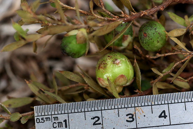 Astroloma humifusum (Astroloma humifusum)